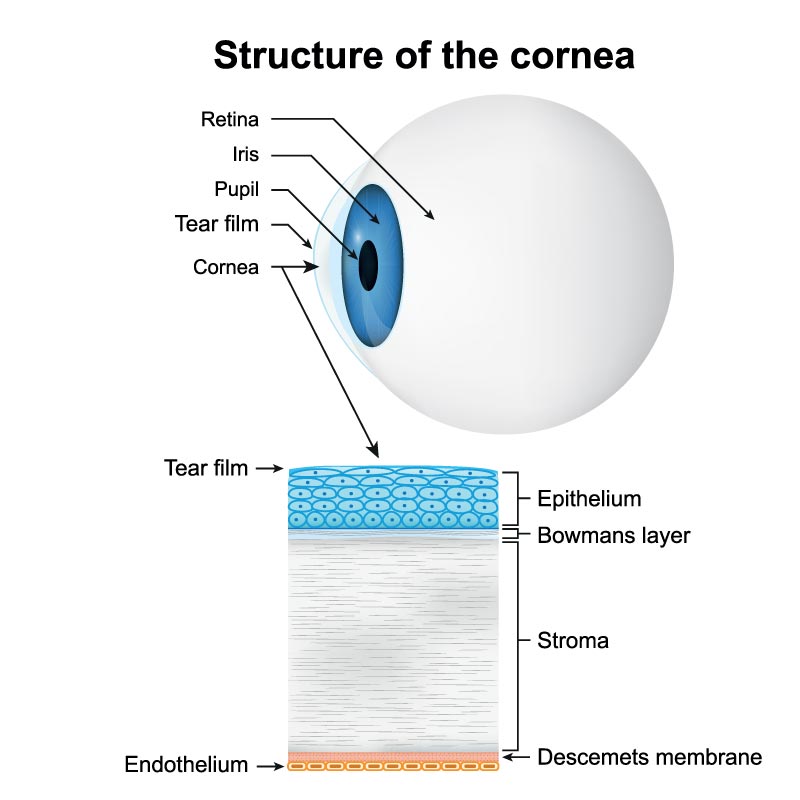 Cornea chart