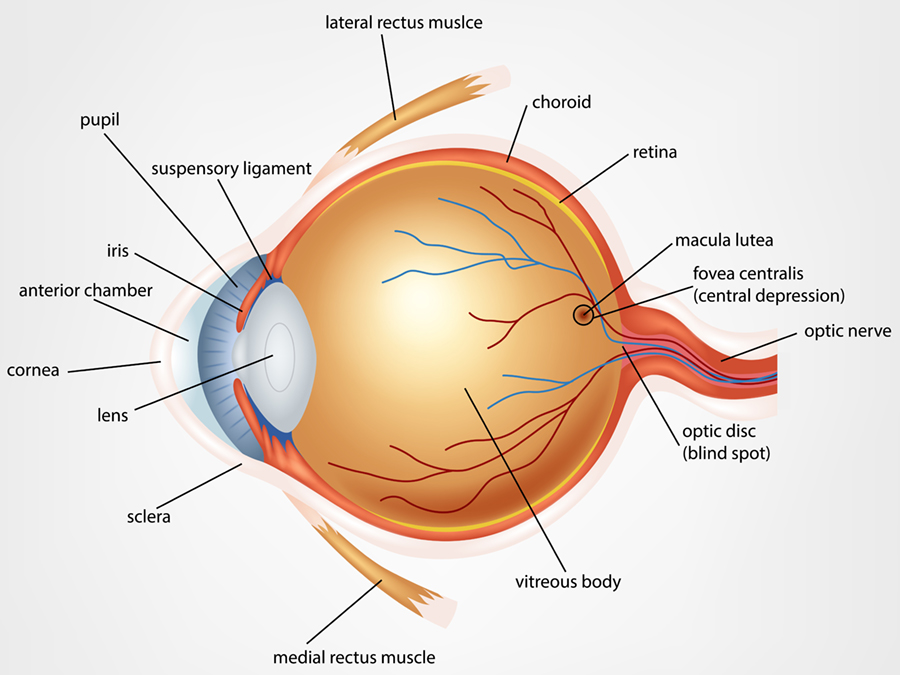 Eye Anatomy diagram