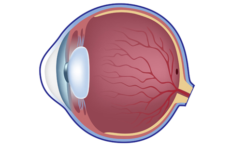 Diagram of a normal eye not affected by diabetic retinopathy